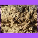 Fossils - Shells.jpg